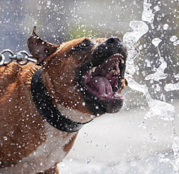 В РФ хотят обязать хозяев опасных собак приобретать страховки