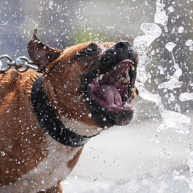 В РФ хотят обязать хозяев опасных собак приобретать страховки