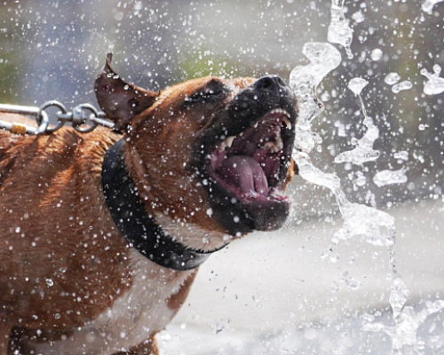 В РФ хотят обязать хозяев опасных собак приобретать страховки