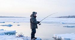 Росприроднадзор призвал рыбаков не беспокоить тюленей и нерп в Финском заливе