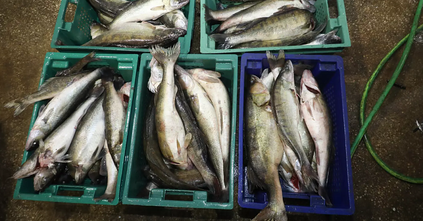 Колпинцев предупредили об опасности покупки продуктов «с земли»
