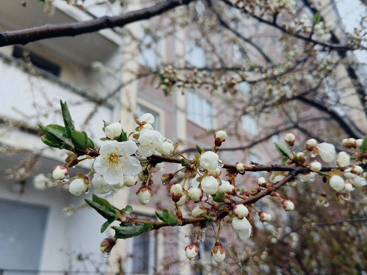 Петербуржцам предсказали улучшение погоды во второй половине недели