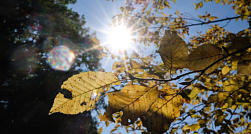 Солнце в Петербурге светило в октябре только 18 дней