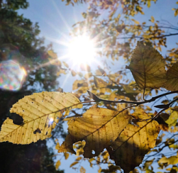 Солнце в Петербурге светило в октябре только 18 дней