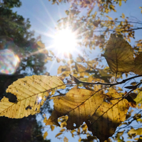 Солнце в Петербурге светило в октябре только 18 дней