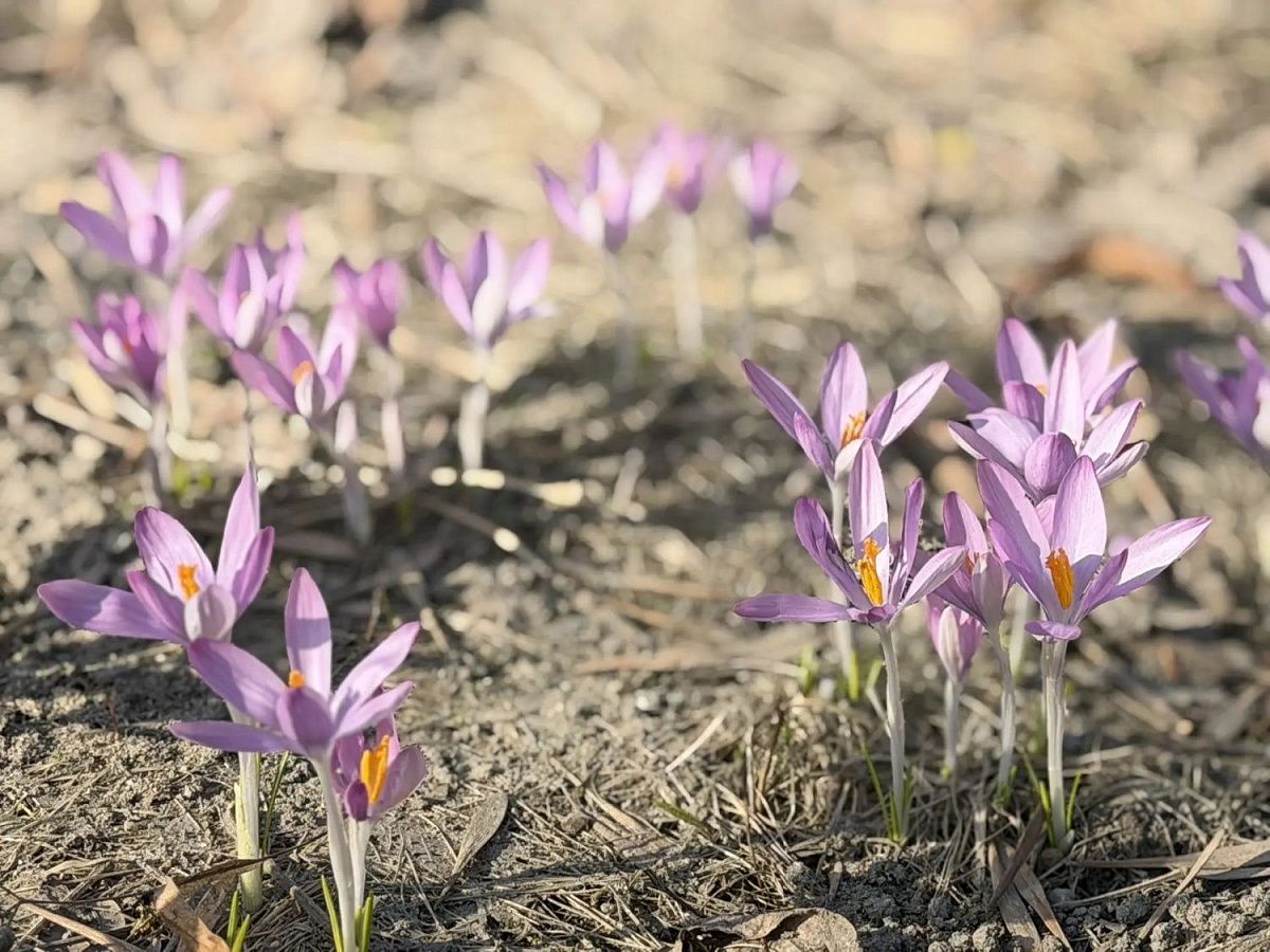 Городской сад и Троицкий сад в Колпино закрываются на весеннюю просушку
