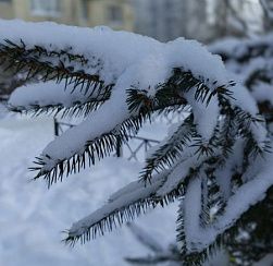 Балканский циклон принёс в Петербург метели и порывистый ветер
