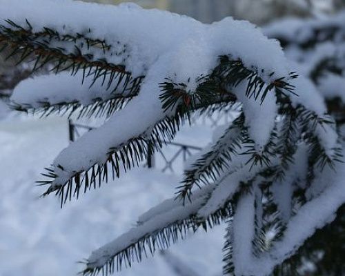 Балканский циклон принёс в Петербург метели и порывистый ветер