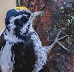 Редкого трёхпалого дятла обнаружили в парке Сосновка в Петербурге