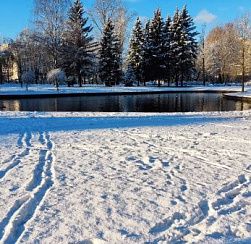 Водителей и пешеходов Петербурга предупредили об ухудшении видимости из-за сильного тумана