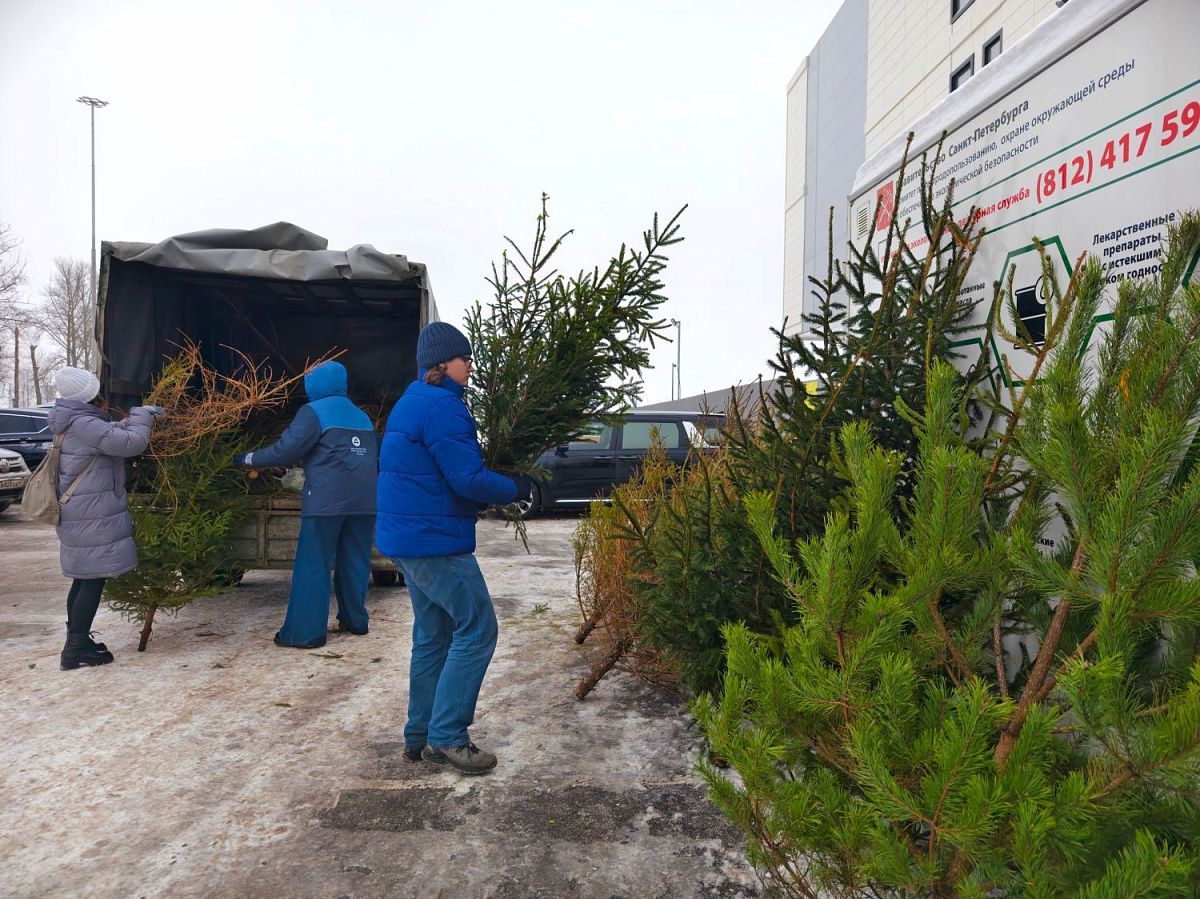 Акции «Ёлки в щепки» — 6 лет