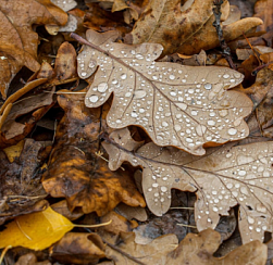 Аномально тёплый ноябрь ожидается на Северо-Западе России