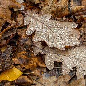 Аномально тёплый ноябрь ожидается на Северо-Западе России
