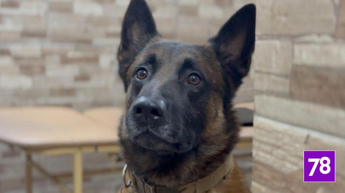 Пропавшего в Петербурге пятилетнего мальчика нашла бельгийская овчарка