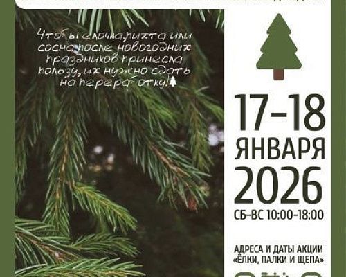 Петербуржцы смогут правильно утилизировать новогодние деревья