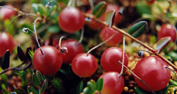 Нутрициолог назвала самые полезные осенние ягоды для укрепления здоровья