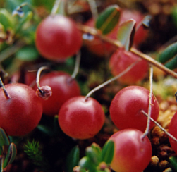 Нутрициолог назвала самые полезные осенние ягоды для укрепления здоровья