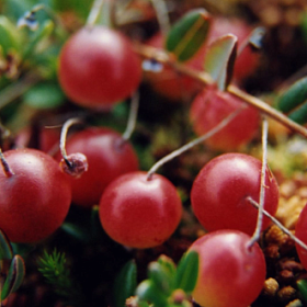 Нутрициолог назвала самые полезные осенние ягоды для укрепления здоровья