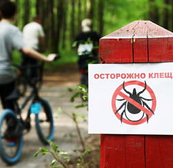 В Петербурге и Ленобласти от клещей за неделю пострадали более 1000 человек