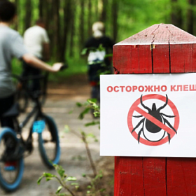 В Петербурге и Ленобласти от клещей за неделю пострадали более 1000 человек