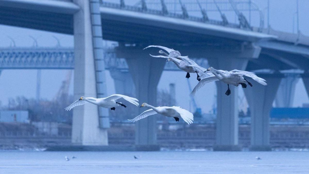 Прилет свыше 40 лебедей засняли в Петербурге