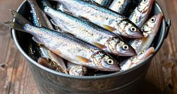 В Петербурге сезон корюшки продлится с 15 апреля по 31 мая В Петербурге сезон корюшки продлится с 15 апреля по 31 мая