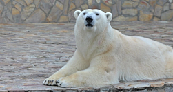 Строительство нового зоопарка пропишут в стратегию Петербурга до 2035 года