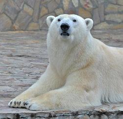 Строительство нового зоопарка пропишут в стратегию Петербурга до 2035 года