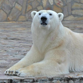 Строительство нового зоопарка пропишут в стратегию Петербурга до 2035 года