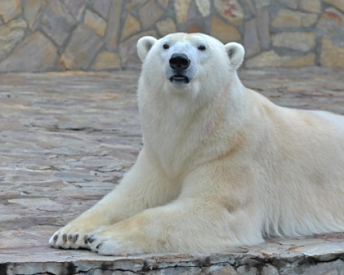 Строительство нового зоопарка пропишут в стратегию Петербурга до 2035 года