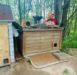 В Колпинском районе Северной столицы появился Кошкин дом