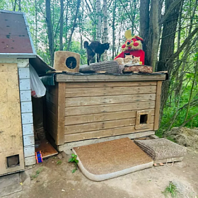 В Колпинском районе Северной столицы появился Кошкин дом