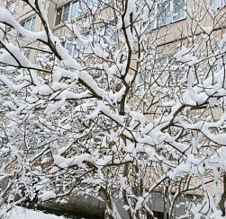Мокрый снег и плюсовая температура ожидаются в Петербурге во вторник
