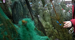 Около 70 ёлочных базаров начнут работать в Петербурге с 20 декабря