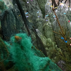 Около 70 ёлочных базаров начнут работать в Петербурге с 20 декабря