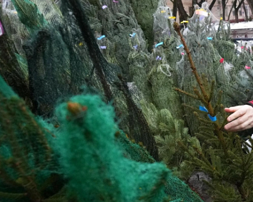 Около 70 ёлочных базаров начнут работать в Петербурге с 20 декабря