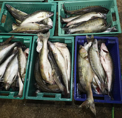Колпинцев предупредили об опасности покупки продуктов «с земли»