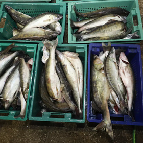 Колпинцев предупредили об опасности покупки продуктов «с земли»