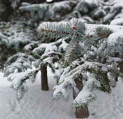 В Петербурге ожидается облачная погода, без осадков