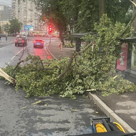 В Петербурге за неделю из-за непогоды повалило 600 деревьев