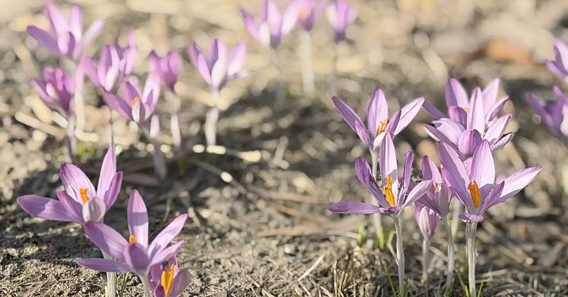 Городской сад и Троицкий сад в Колпино закрываются на весеннюю просушку