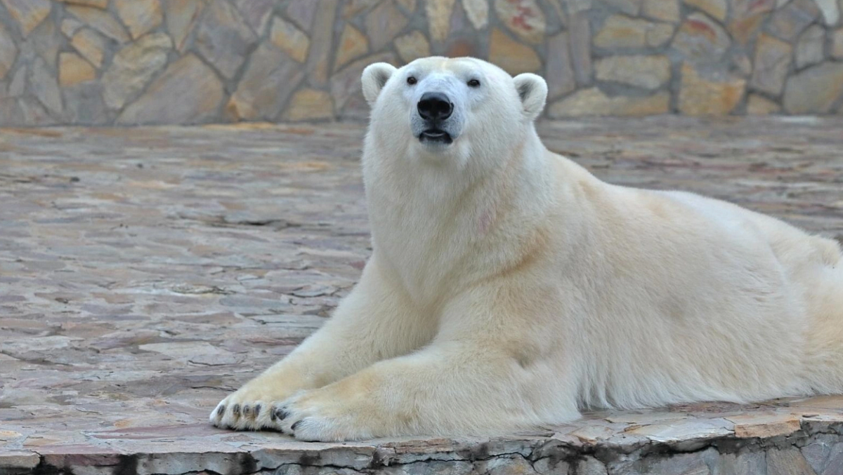 Строительство нового зоопарка пропишут в стратегию Петербурга до 2035 года