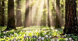 Роспотребнадзор: начало активности клещей ожидается в третьей декаде марта