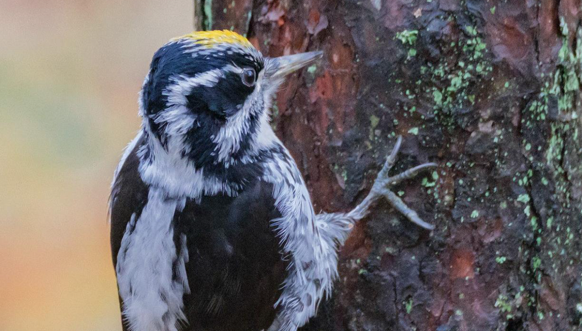 Редкого трёхпалого дятла обнаружили в парке Сосновка в Петербурге