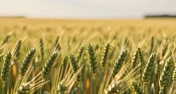 В Ленобласти начали действовать новые правила перевода сельхозземель