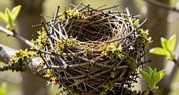 В Петербург после зимовки вернулись грачи