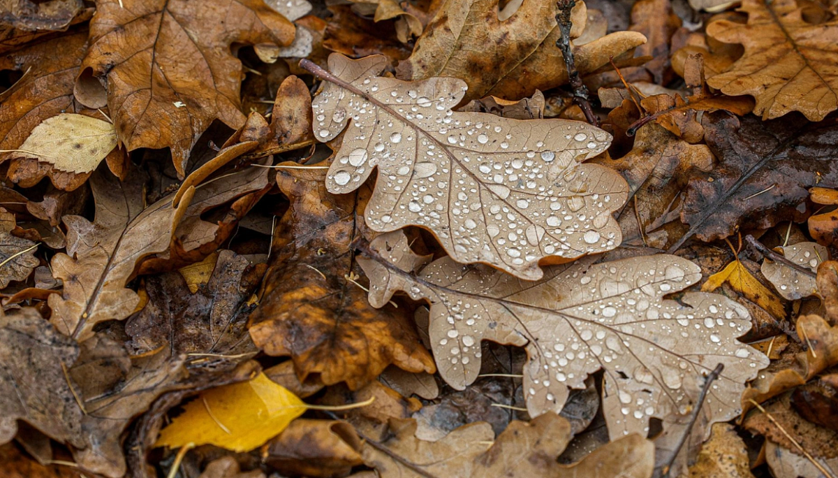 Аномально тёплый ноябрь ожидается на Северо-Западе России