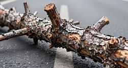 Россиянам рассказали, как добиться выплаты за упавшее на машину дерево