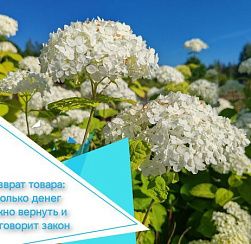 Возврат товара: сколько денег можно вернуть и что говорит закон Возврат товара: сколько денег можно вернуть и что говорит закон