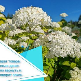 Возврат товара: сколько денег можно вернуть и что говорит закон Возврат товара: сколько денег можно вернуть и что говорит закон